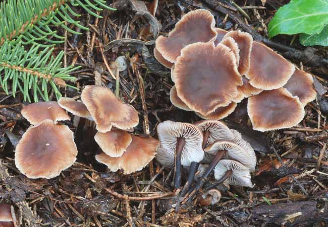 Collybia (forse) con gambo scuro